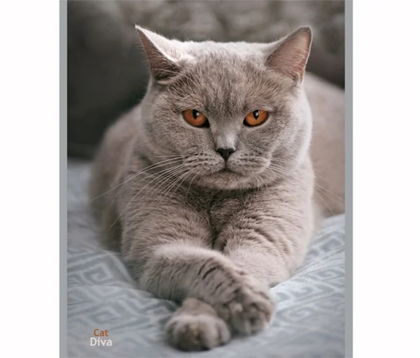 Britisch Kurzhaar Katze