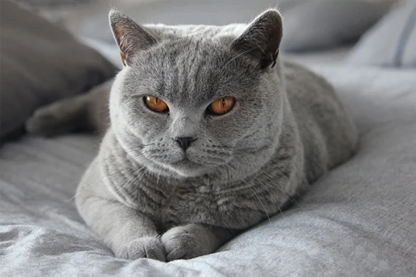 Britisch Kurzhaar Katze