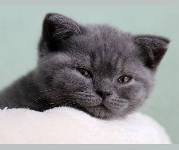 Britisch Kurzhaar Katze
