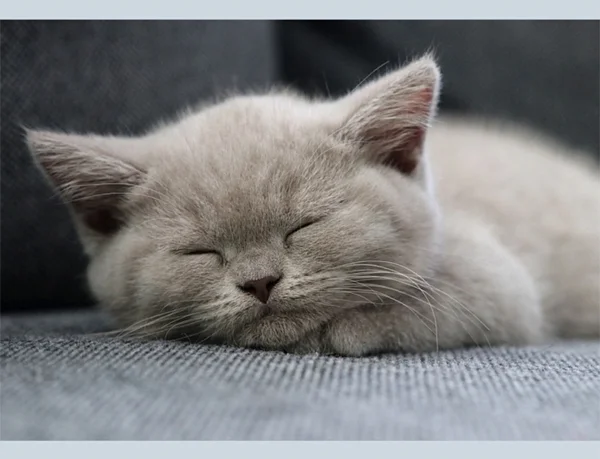 Britisch Kurzhaar Katze
