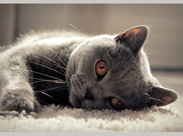 Britisch Kurzhaar Katze