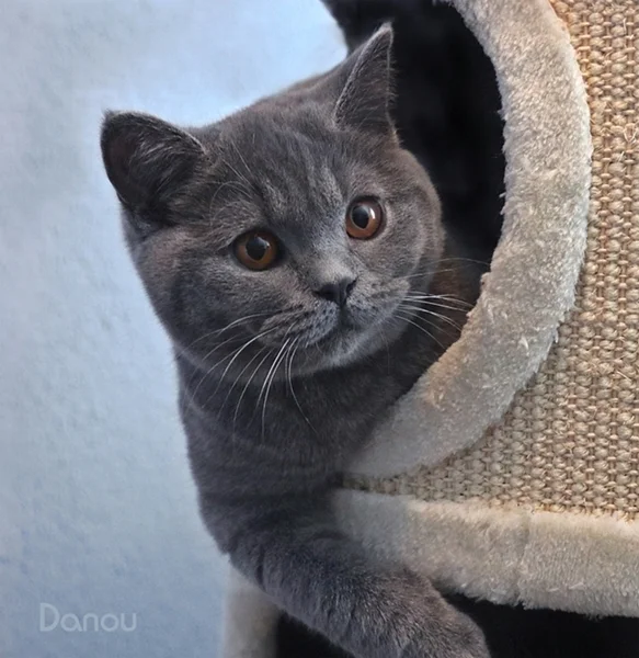 Britisch Kurzhaar Katze
