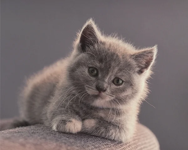 Britisch Kurzhaar Katze