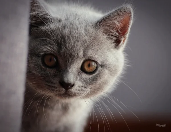Britisch Kurzhaar Katze