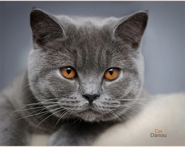 Britisch Kurzhaar Katze