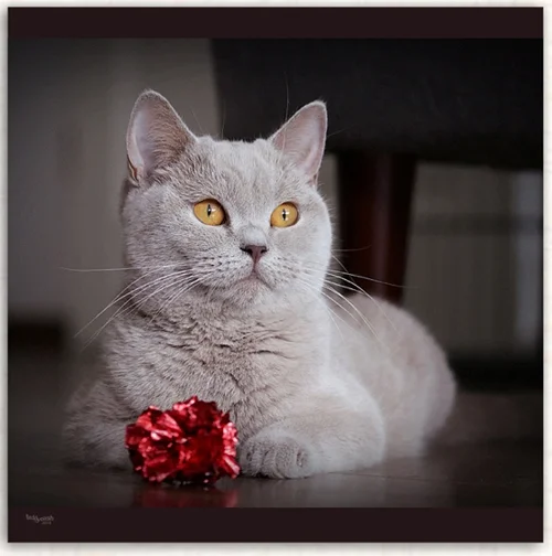 Britisch Kurzhaar Katze