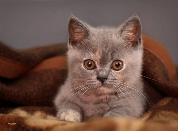 Britisch Kurzhaar Katze