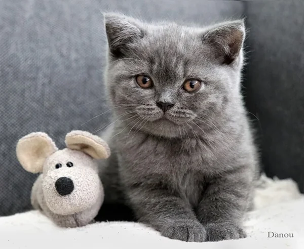 Britisch Kurzhaar Katze