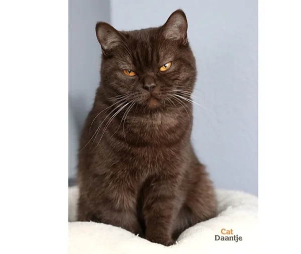 Britisch Kurzhaar Katze