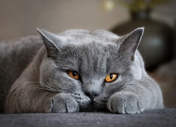 Britisch Kurzhaar Katze