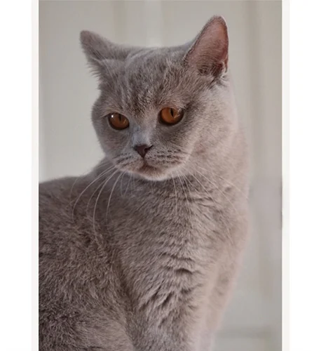 Britisch Kurzhaar Katze