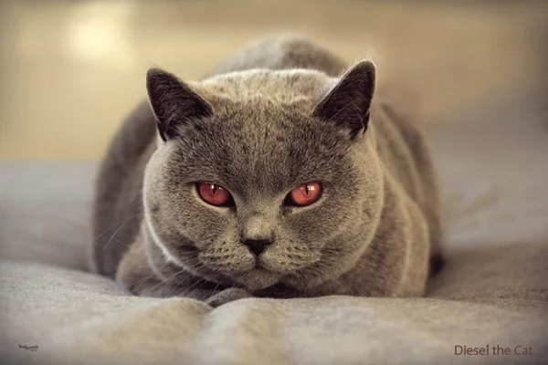 Britisch Kurzhaar Katze