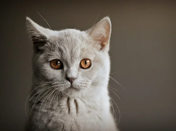 Britisch Kurzhaar Katze