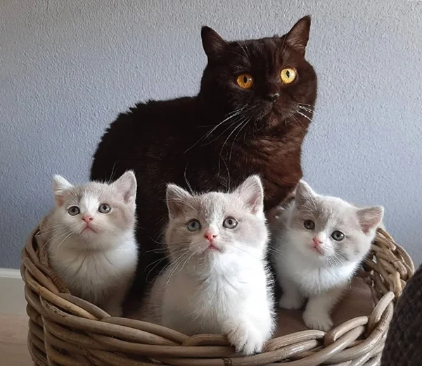 Britisch Kurzhaar Katze
