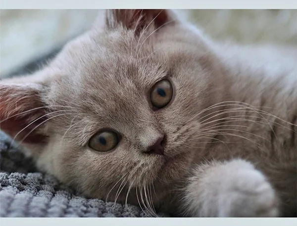 Britisch Kurzhaar Katze