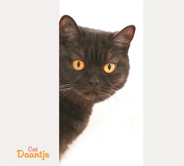 Britisch Kurzhaar Katze