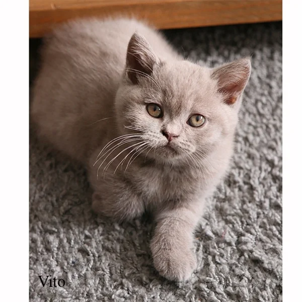 Britisch Kurzhaar Katze