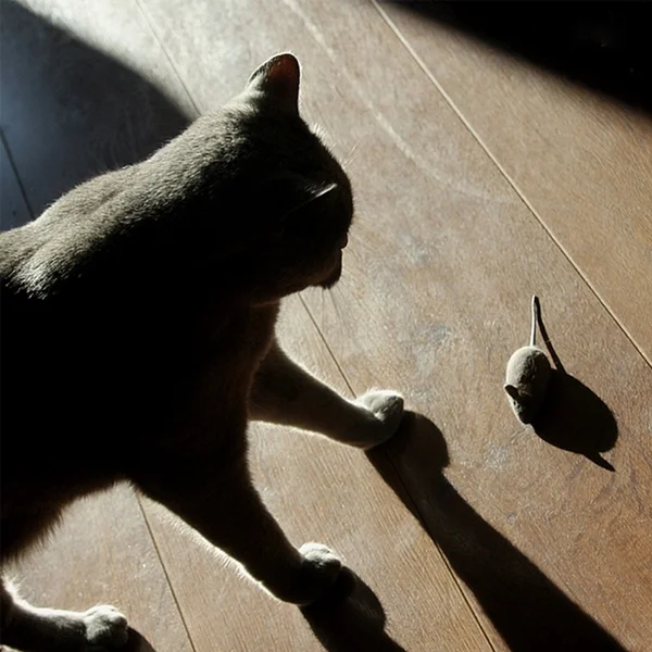 Britisch Kurzhaar Katze