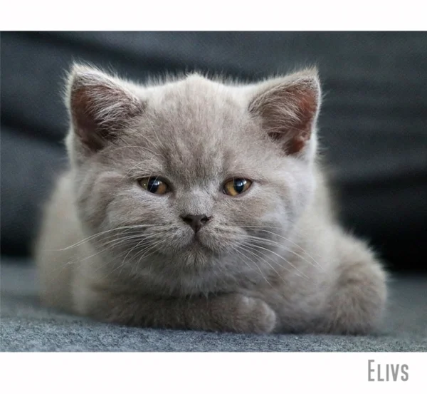 Britisch Kurzhaar Katze