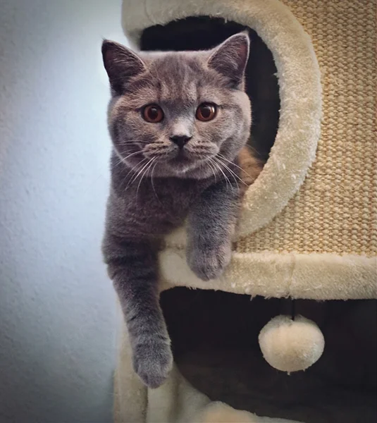 Britisch Kurzhaar Katze