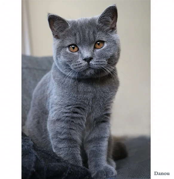 Britisch Kurzhaar Katze