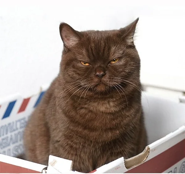 Britisch Kurzhaar Katze