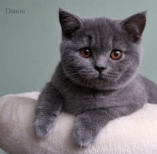 Britisch Kurzhaar Katze