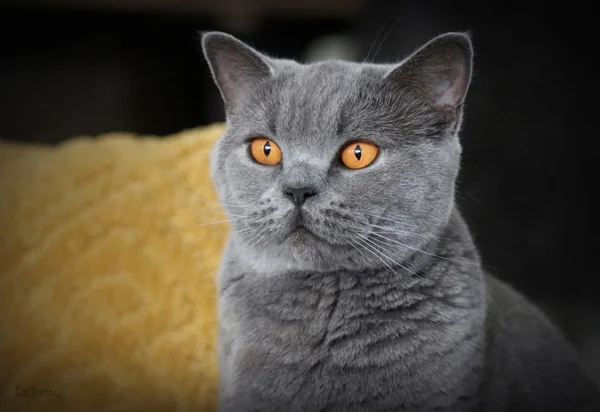 Britisch Kurzhaar Katze