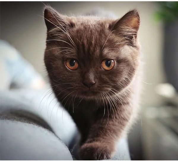 Britisch Kurzhaar Katze