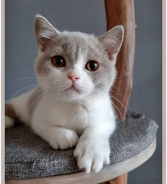 Britisch Kurzhaar Katze