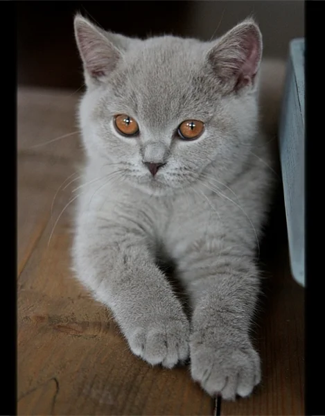 Britisch Kurzhaar Katze