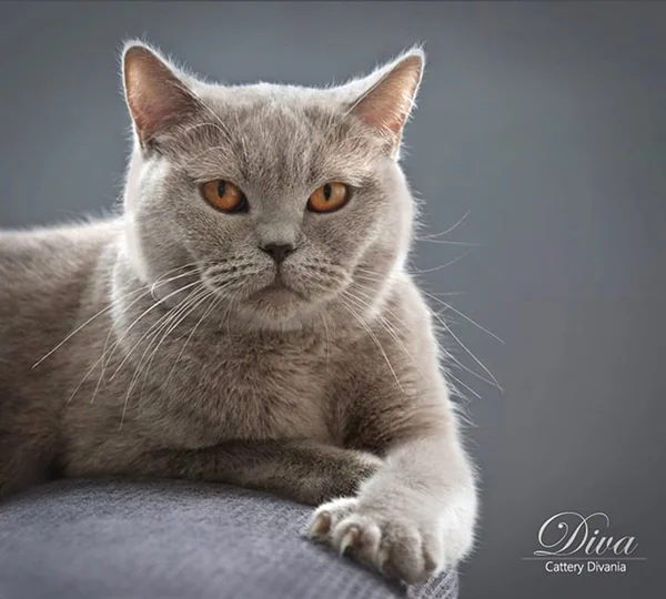 Britisch Kurzhaar Katze