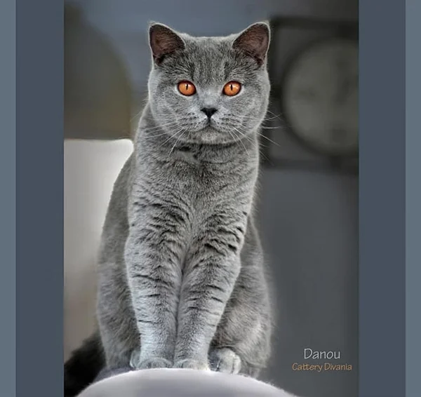 Britisch Kurzhaar Katze