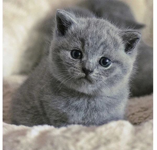 Britisch Kurzhaar Katze