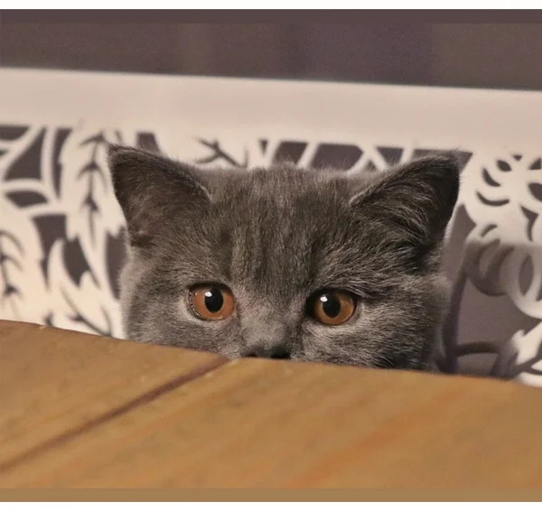 Britisch Kurzhaar Katze