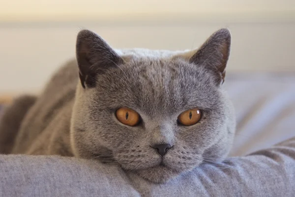 Britisch Kurzhaar Katze