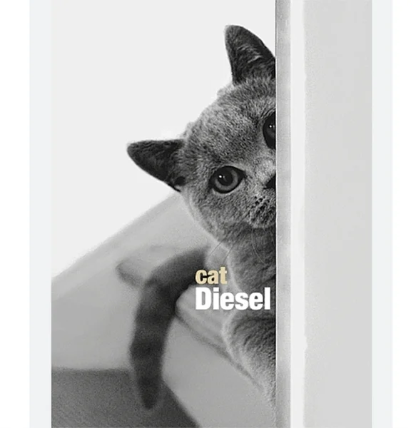 Britisch Kurzhaar Katze