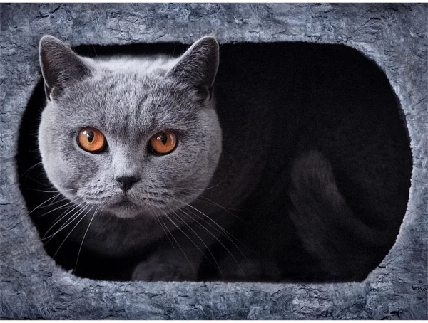 Britisch Kurzhaar Katze