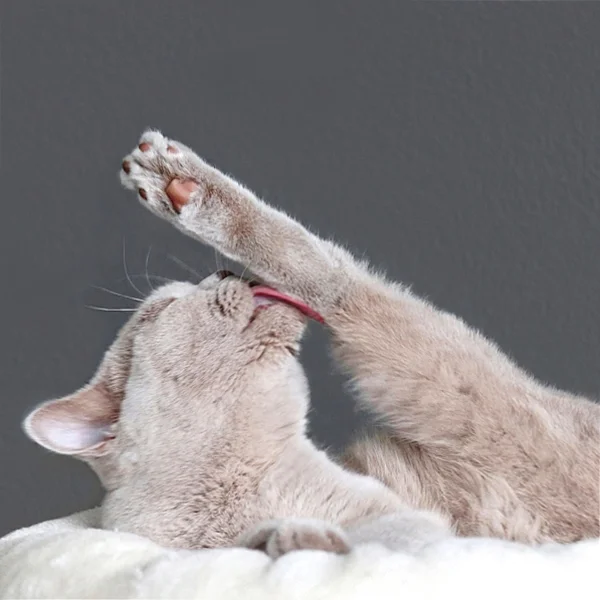 Britisch Kurzhaar Katze
