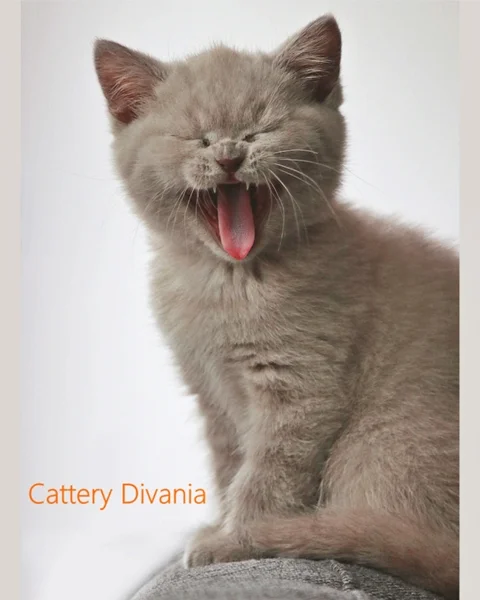 Britisch Kurzhaar Katze