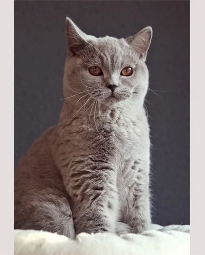 Britisch Kurzhaar Katze