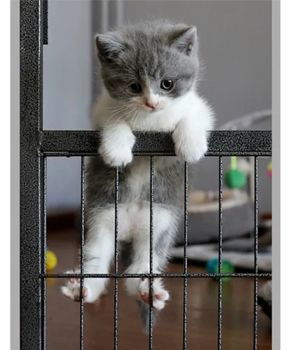 Britisch Kurzhaar Katze