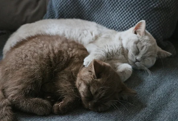 Britisch Kurzhaar Katze