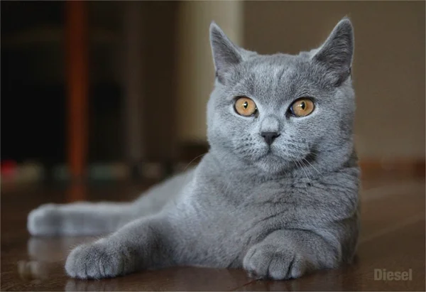 Britisch Kurzhaar Katze