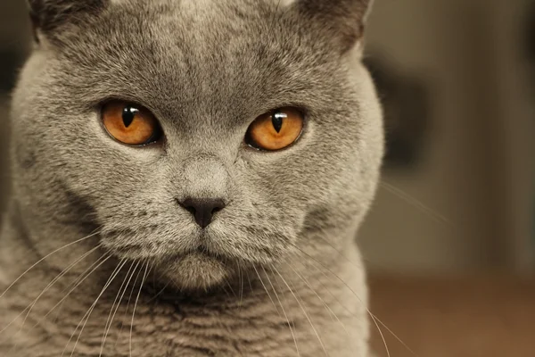 Britisch Kurzhaar Katze