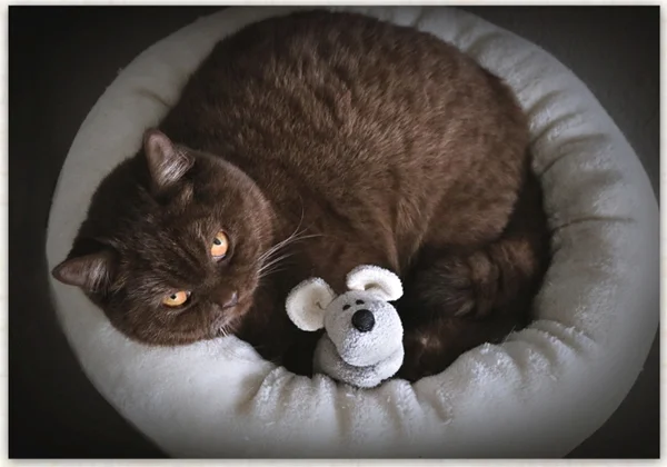 Britisch Kurzhaar Katze