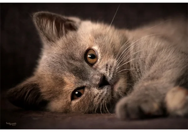 Britisch Kurzhaar Katze