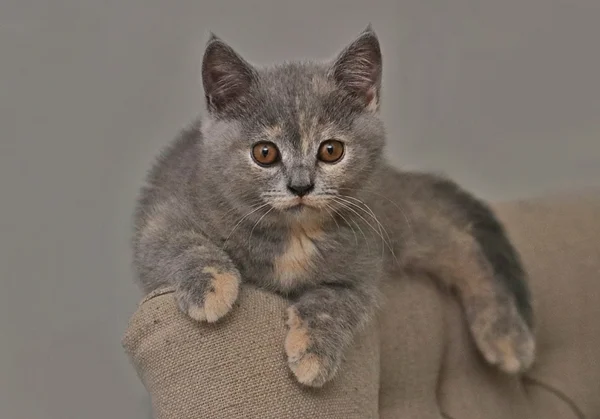 Britisch Kurzhaar Katze