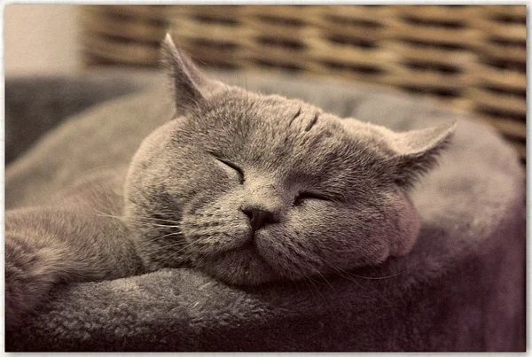 Britisch Kurzhaar Katze