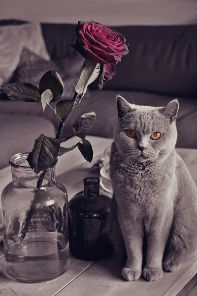 Britisch Kurzhaar Katze